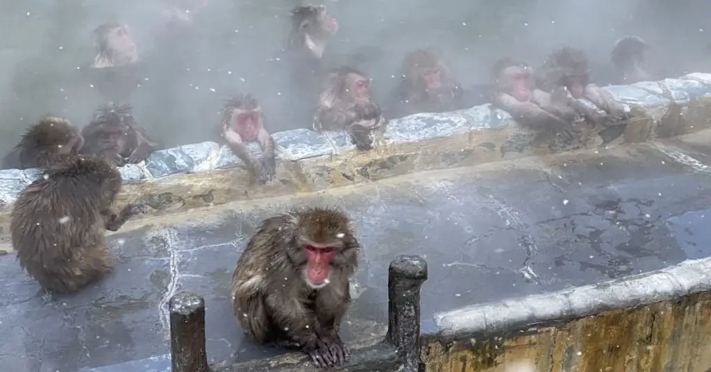 snow monkey bathing in Hokkaido