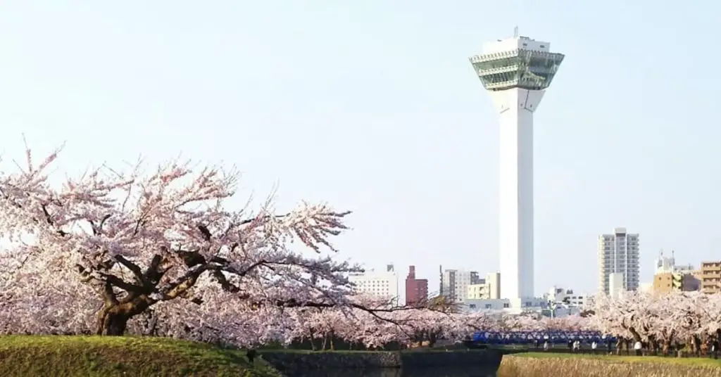 cherry blooms in Hakodate Hokkaido