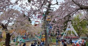 cherry blooms in Hakodate Hokkaido