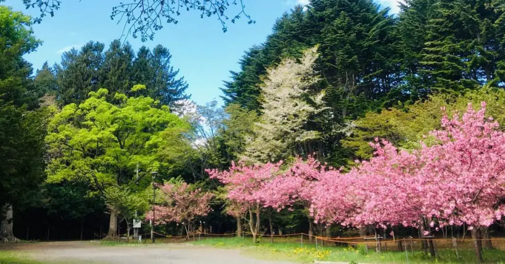 cherry blooms in Hokkaido