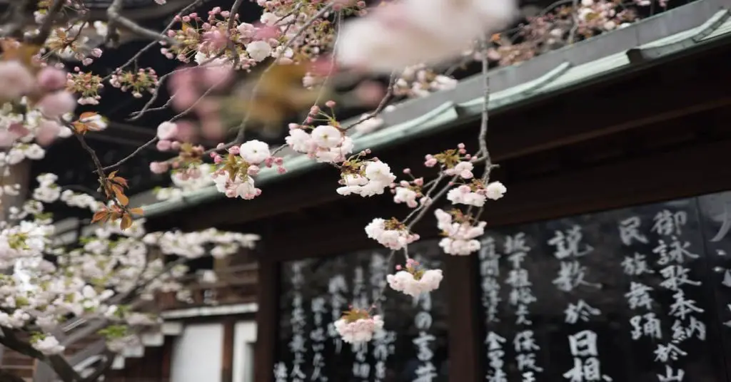 cherry blooms in Hokkaido