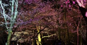 Asahikawa Asahiyama Park night cherry blossom festival