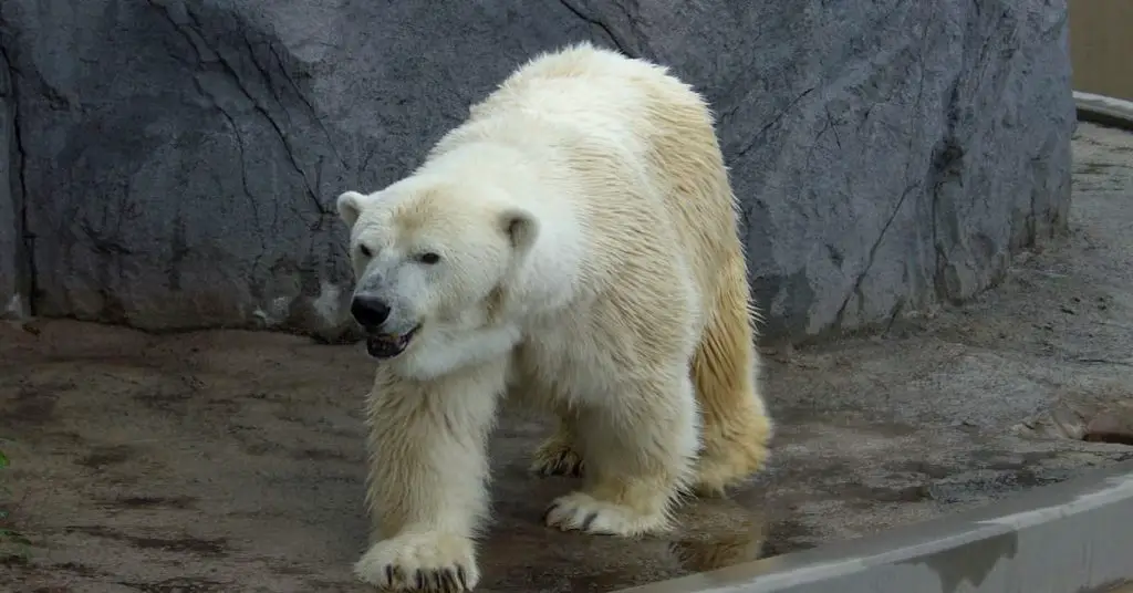 Asahikawa Asahiyama zoo