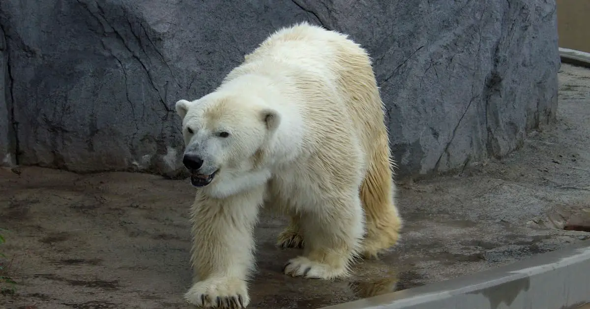 Asahikawa Asahiyama Zoo – The Most Northern Zoo in Japan – Carinanokapur