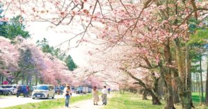 cherry blooms in Hokkaido