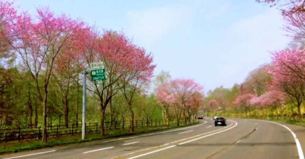 cherry blooms in Hokkaido