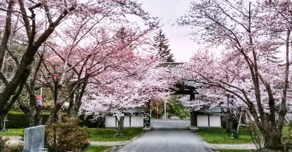 cherry blooms in Hokkaido