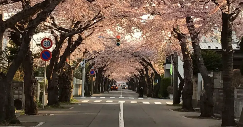 cherry blooms in Hakodate Hokkaido