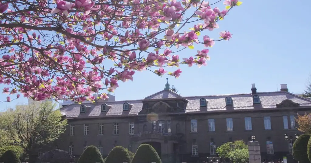 cherry blooms in Hokkaido