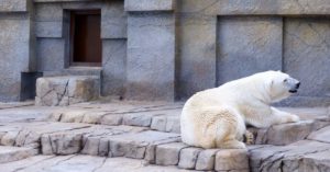 Sapporo Maruyama Zoo