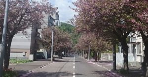 cherry blooms in Hokkaido