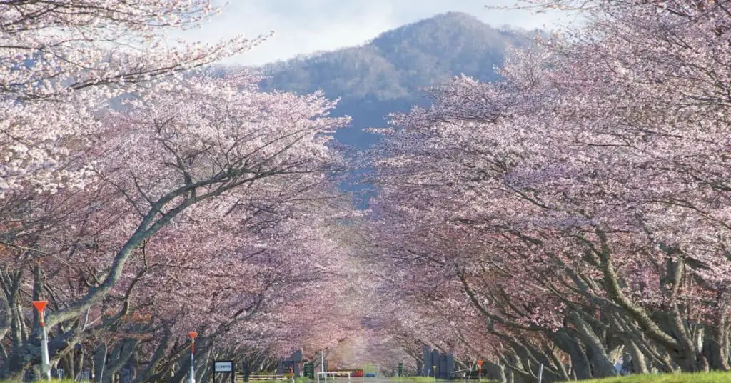 cherry blooms in Hokkaido