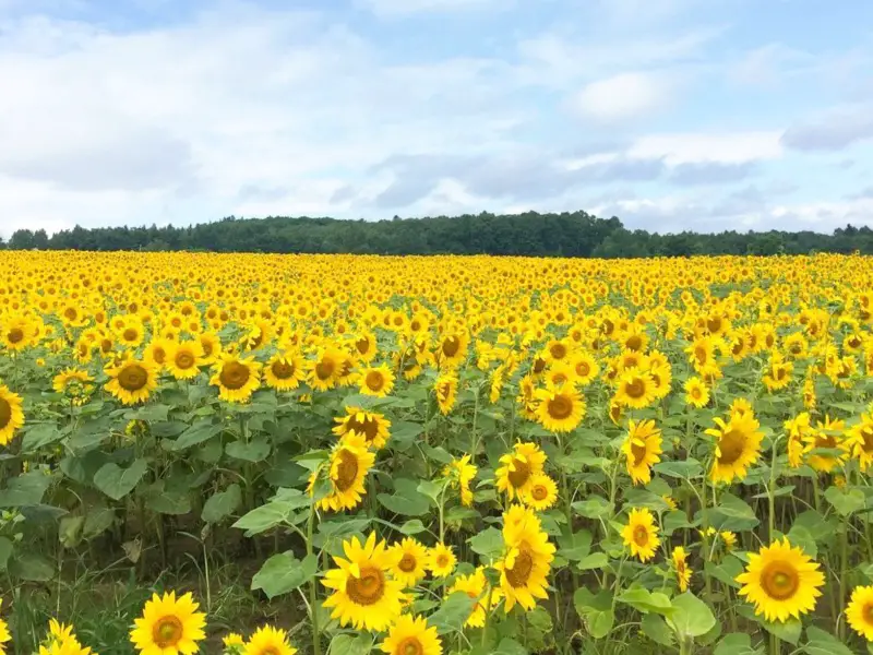 summer flower fields in Hokkaido