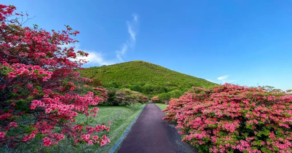 Mt Esan azalea bloom in Hakodate